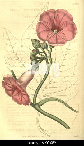 . Ipomoea mauritiana. 1816. John Sims 259 Ipomoea mauritiana (wie I. insignis) Bot. Mag. 43.1790 Stockfoto