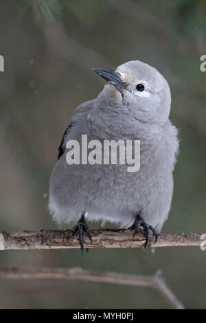 Clarks Nussknacker / Kiefernhäher (Nucifraga Columbiana) im Winter hocken auf einem dünnen Ast von einem Nadelbaum, neugierig, Yellowstone Bereich, Montana, USA. Stockfoto