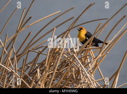 Ein erwachsenes Männchen Yellow-headed blackbird in getrockneten tan Schilf thront. Im Profil mit einer geringen Tiefenschärfe fotografiert. Stockfoto