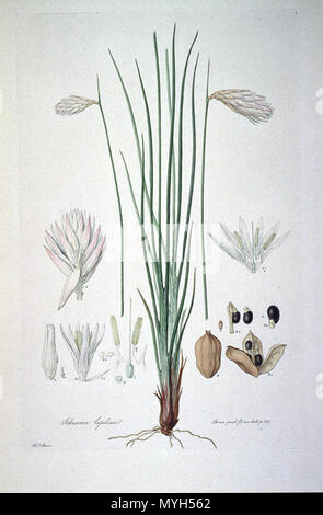. Dies ist ein Scan der Platte 1 von Ferdinand Bauer Illustrationes Florae Novae Hollandiae. Die Anlage ist Johnsonia lupulina. Anfang des 19. Jahrhunderts. Ferdinand Bauer (1760-1826) 281 Johnsonia lupulina (Illustrationes Florae Novae Hollandiae Platte 1) Stockfoto
