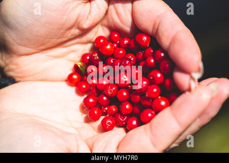 Lecker Preiselbeeren in der Handfläche eine Frau Reif. Sammeln Beeren in den Bergen, Reise. Stockfoto