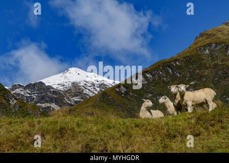 Schafe und natürlichen Blick in Matukituki Valley, Mount Aspiring National Park, South Island, Neuseeland Stockfoto