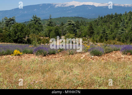 Lavendel Feld in der Nähe von Salz und Mont Ventoux im Hintergrund. Provence, Frankreich Stockfoto