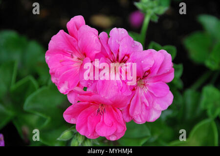 Bunte Blumen im Mirabell Garten, Salzburg, Österreich, Europa Stockfoto