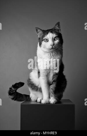 Schwarz-weiß-Porträt einer tabby Katze schaut neugierig in die Kamera. Stockfoto