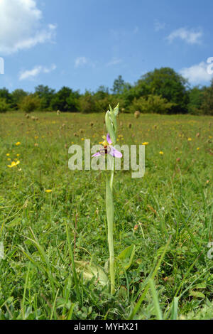 Biene-Orchidee Stockfoto