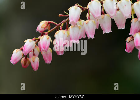 Nahaufnahme von salal Blumen in voller Blüte Stockfoto