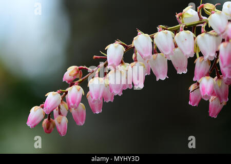 Nahaufnahme von salal Blumen in voller Blüte Stockfoto