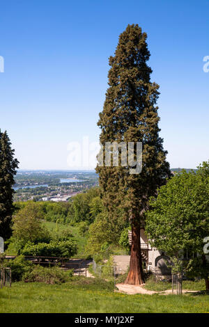 Europa, Deutschland, Siebengebirge, Mammut Baum neben dem alten Restaurant Burghof auf dem Drachenfels in Königswinter, Blick auf den Rhein v Stockfoto