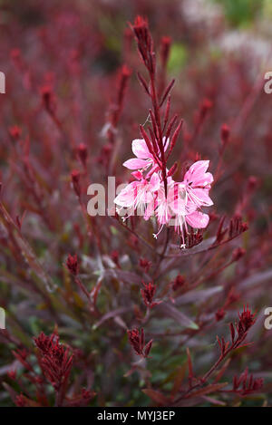 Epilobium lindheimeri mit rotem Laub Stockfoto