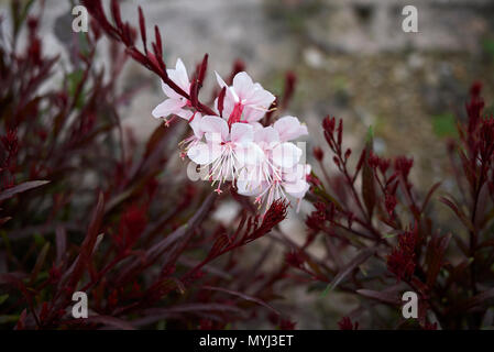 Epilobium lindheimeri mit rotem Laub Stockfoto