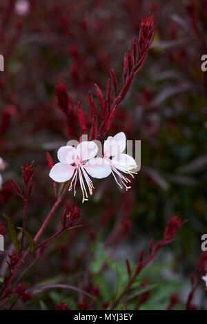 Epilobium lindheimeri mit rotem Laub Stockfoto