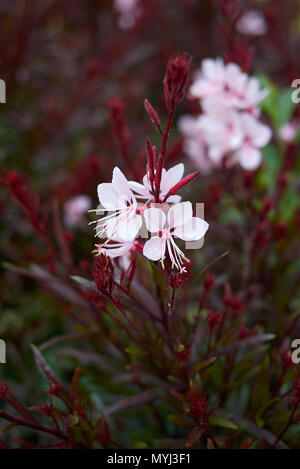 Epilobium lindheimeri mit rotem Laub Stockfoto