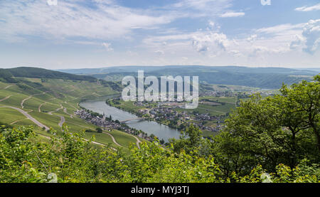 Piesport Panorama an der Mosel Deutschland. Stockfoto