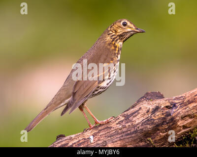 Wilde Vögel Stockfoto