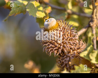 Acorn der Österreichischen Eiche (Quercus cerris) in Peloponnes, Griechenland. Stockfoto