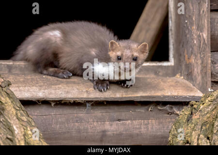 Steinmarder (Martes foina), auch bekannt als Steinmarder oder Haus Marder. ausruhen und entspannen in der Fensterbank der Scheune Stockfoto