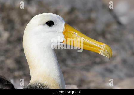 Winkte Albatross Stockfoto