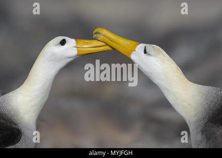 Winkte Albatross Stockfoto