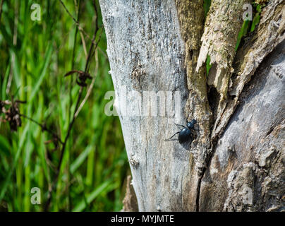 Nahaufnahme des schwarzen Käfer auf einem Baum in einer Wiese Stockfoto