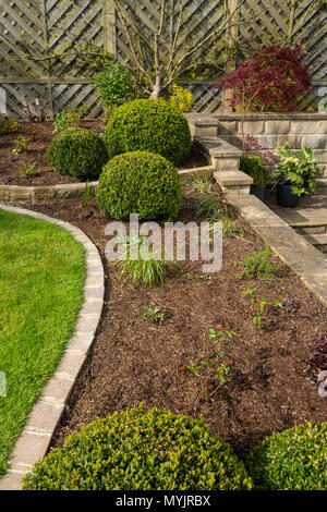 Schönen, gepflegten, privaten Garten close-up mit zeitgenössischem Design, Pflanzen, Sträucher, Kugeln, Terrassierung und Rasen - Yorkshire, England, UK. Stockfoto