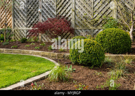 Schönen, gepflegten, privaten Garten close-up mit zeitgenössischem Design, Pflanzen, Sträucher, Kugeln, Acer & gepflegten Rasen - Yorkshire, England, UK. Stockfoto