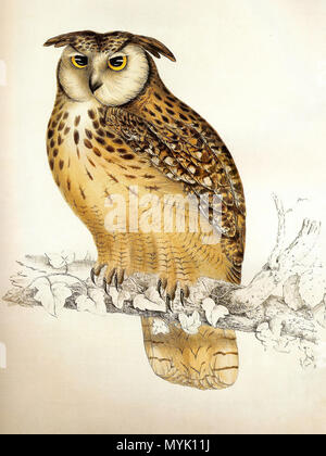 . Indischer Uhu Bubo bengalensis (Franklin). 1832. Elizabeth Gould (1804 - 1841) Alternative Namen Miss Elizabeth Coxon; Eliza Gouge Beschreibung der britische Künstler englischer Künstler, Zeichner und Lithograph Datum der Geburt / Tod 18. Juli 1804 15. August 1841 Ort der Geburt / Todes Ramsgate, England Greater London Authority control: Q 253875 VIAF: 95337417 ISNI: 0000 0001 1937 9469 ULAN: 500017064 LCCN: Nr. 2012089925 GND: 1011908468 WorldCat 89 Bubo bengalensis Gould Stockfoto