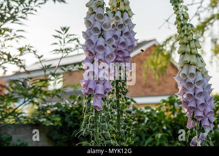 Isolierter, flacher Fokus eines Trios wild wachsender Fuchshandschuhe, gesehen in einem privaten Hinterhof. Rechts von der mittleren Blüte ist eine Hummel zu sehen. Stockfoto