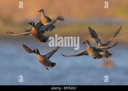 Blue-winged teal Stockfoto