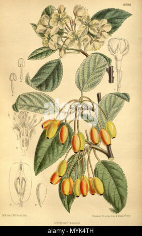 . Malus zum (= Malus fusca), Rosaceae. 1919. M.S. Del., J. N. Fitch lith. 340 Malus zum 145-8798 Stockfoto