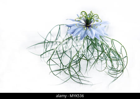 Eine zarte Nahaufnahme einer blassblauen Nigella-Blüte (auch bekannt als Liebe in einem Nebel) mit ihren komplizierten Blütenblättern und feinen grünen Blättern Stockfoto