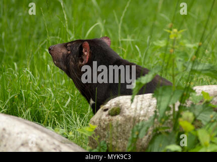 Tasmanische Teufel in Pairi Daiza Zoo, Belgien Stockfoto