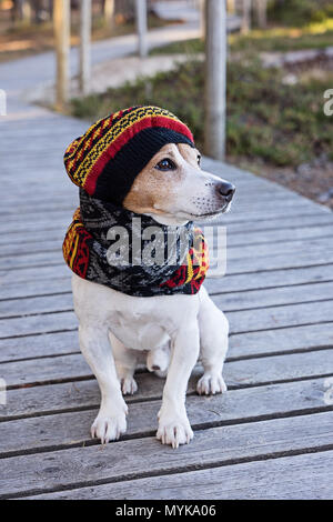 Portrait von süßen Jack Russell Hund tragen auf gestrickte Baskenmütze und Schal sitzen auf dem Holzsteg. Jahreszeit und Pflege des Hundes Gesundheit in der kalten Jahreszeit wandern Konzept Stockfoto