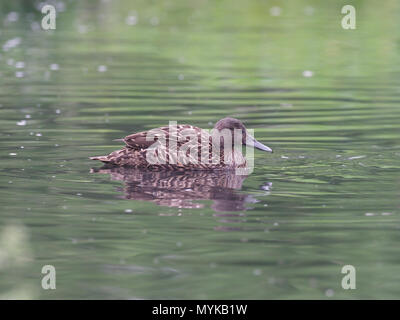 Meller's Duck, Anas melleri, single Vogel auf Wasser, Captive, Juni 2018 Stockfoto