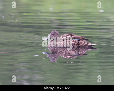 Meller's Duck, Anas melleri, single Vogel auf Wasser, Captive, Juni 2018 Stockfoto