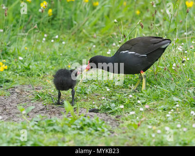 Sumpfhuhn, Gallinula chloropus, erwachsene Fütterung junger, Warwickshire, Juni 2018 Stockfoto