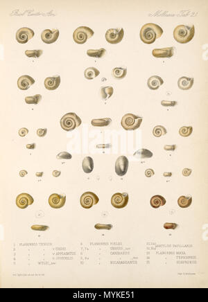 . Español: Eduard von Marten 1890-1901: biologia Centrali - Amerika Land- und Süßwasser Mollusca (Lamellen del Libro). Zwischen 1890 und 1901. Eduard von Marten (1831-1904) 154 Eduard von Marten 1890-1901 762 Stockfoto