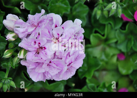 Bunte Blumen im Mirabell Garten, Salzburg, Österreich, Europa Stockfoto