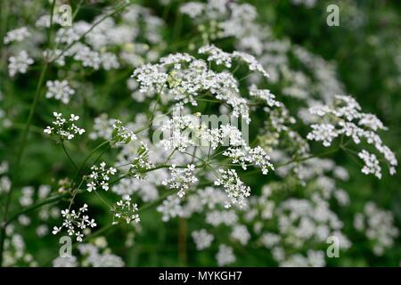 Kuh Petersilie Anthrisus Abies zarten weißen Blüten mit Farn wie Laub im Frühjahr Stockfoto