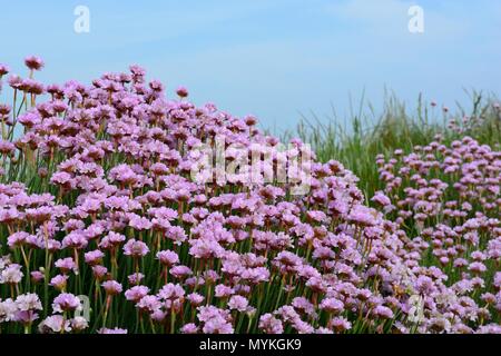 Sparsamkeit blumen Armenien maritima auf der Pembrokeshire Coast Path om einem nebligen Morgen alle Wales Coast Path Cymru GROSSBRITANNIEN Stockfoto