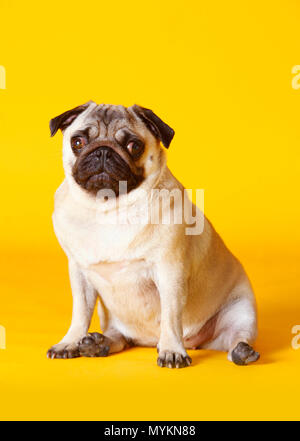 Mops Hund mit gelbem Hintergrund im Studio Stockfoto