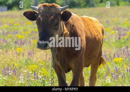 Portrait von niedlichen Stier - Kalb angekettet im Sommer blühende Wiese Stockfoto