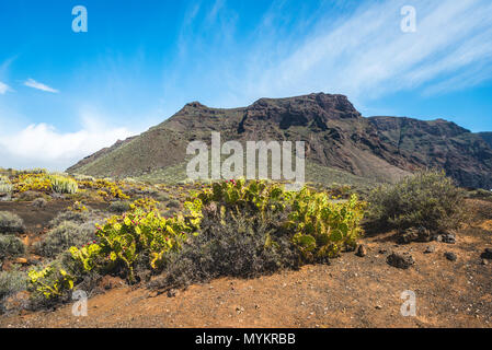 Indische Abb. opuntias (Opuntia ficus-indica) in einer kargen Vulkanlandschaft, hinter Bergen Der Acantilado de Los Gigantes Stockfoto