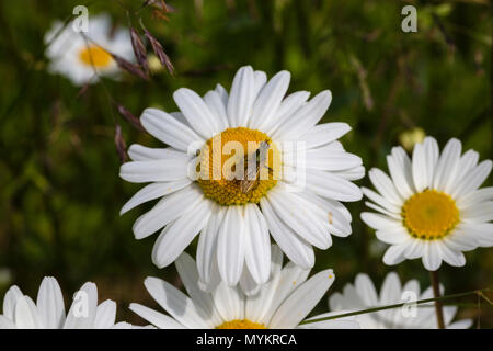 Daisy wild wachsenden Blumen im Garten Stockfoto