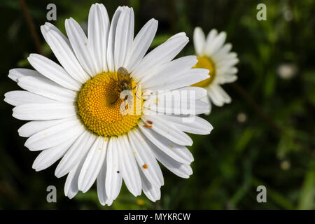 Daisy wild wachsenden Blumen im Garten Stockfoto