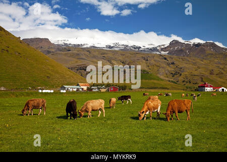 Friedlich grasende Kühe vor dem Eyjafjallajökull Gletscher, Eyjafjöll, South Island, Island Stockfoto