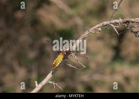 Plattbauch (Libellula betätigen) Stockfoto