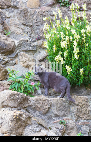 Katze und antirrhinum, snapdragon, Pflanzen an der Wall in der mittelalterlichen Stadt von Monticchiello, in der Nähe von Pienza, Toskana, Italien im Mai Stockfoto