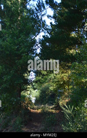 Schöne Straße zwischen Eukalyptus In den Wiesen des Rebedul in Lugo. Blumen Landschaften Natur. August 18, 2016. Rebedul Becerrea Lugo Galizien Spanien. Stockfoto