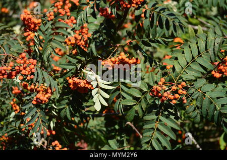 Strauch Crataegus oder Grateus, Tomatito In den Wiesen des Rebedul in Lugo. Blumen Landschaften Natur. August 18, 2016. Rebedul Becerrea Lugo Galizien Spai Stockfoto